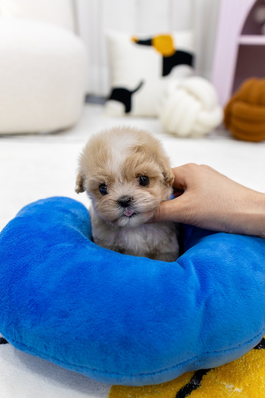 파란색 방석에 앉아 혀를 살짝 내민 크림 말티푸