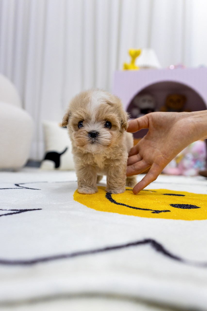노란 스마일 러그 위에 서있는 아기 크림 말티푸