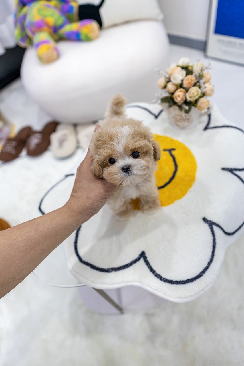 꽃무늬 방석 위에서 사람 손길을 받는 크림 말티푸