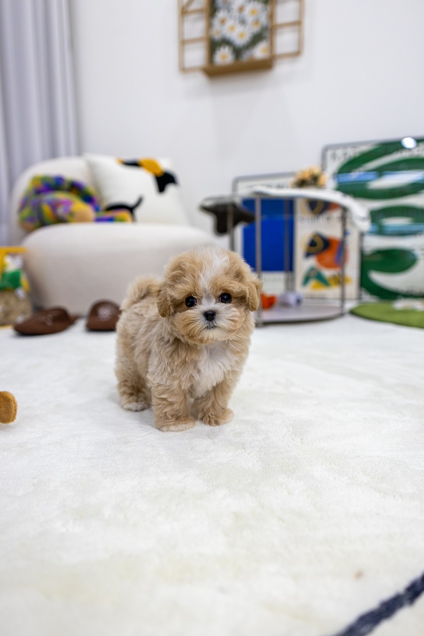 하얀 카펫 위에 꼬리를 들고 서있는 크림 말티푸