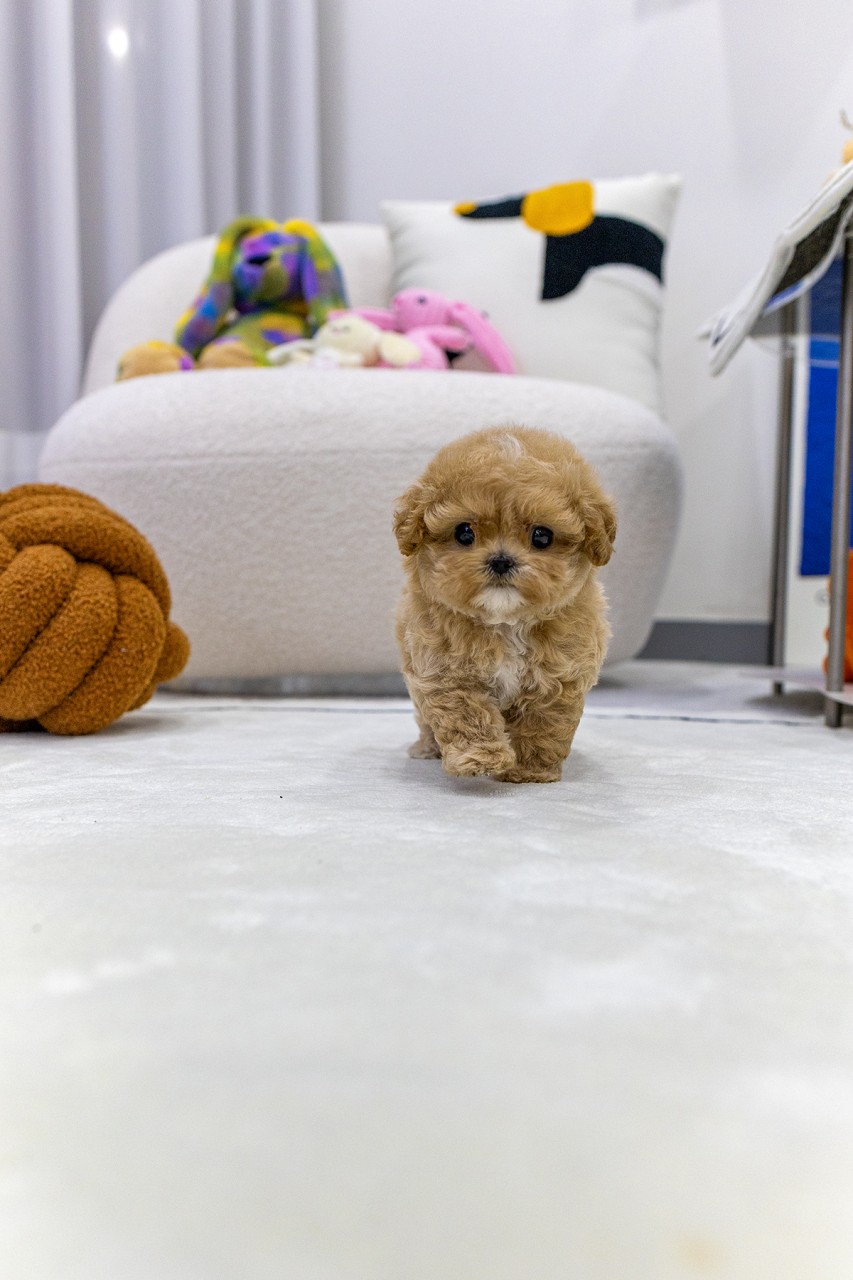 하얀 카펫 위를 걸어오는 애프리 말티푸 강아지