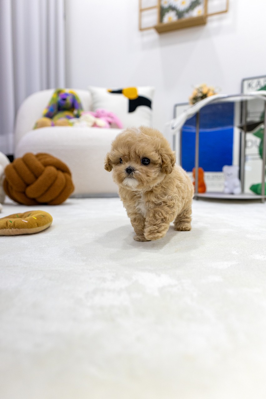 장난감들 옆에 서있는 아기 애프리 말티푸