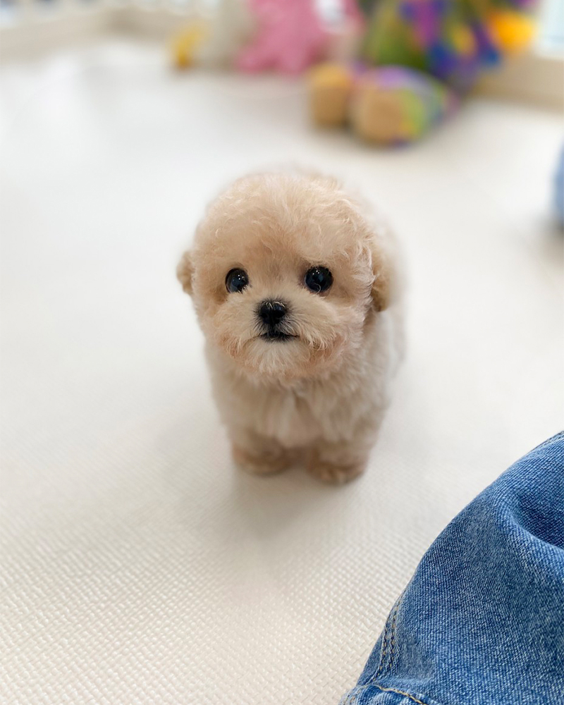 하얀 바닥에 서서 정면을 보는 크림푸들