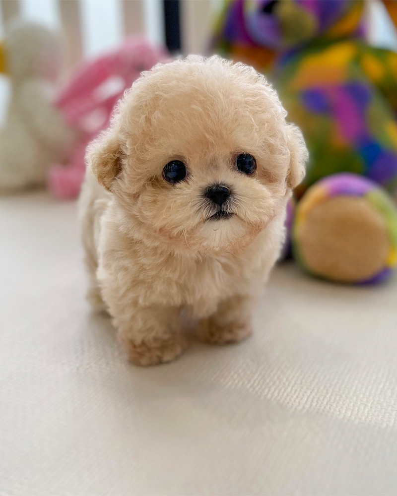 장난감들 앞에 서있는 귀여운 아기 토이푸들