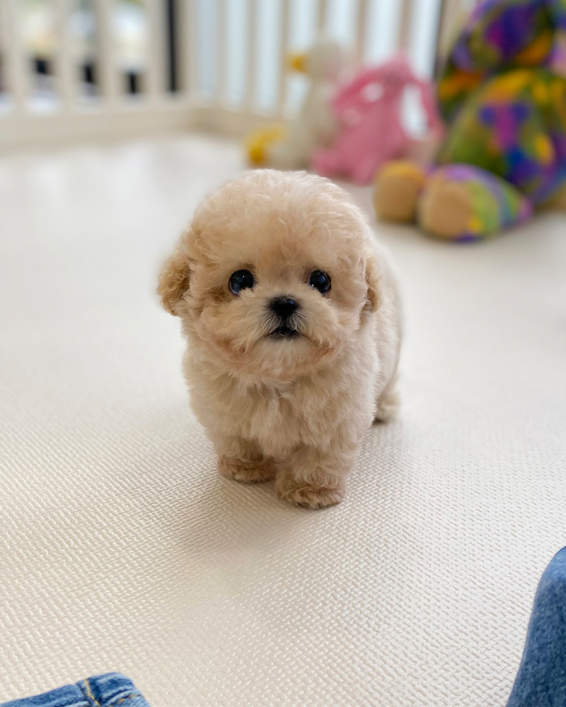 하얀 매트 위에 서있는 아기 토이푸들 강아지