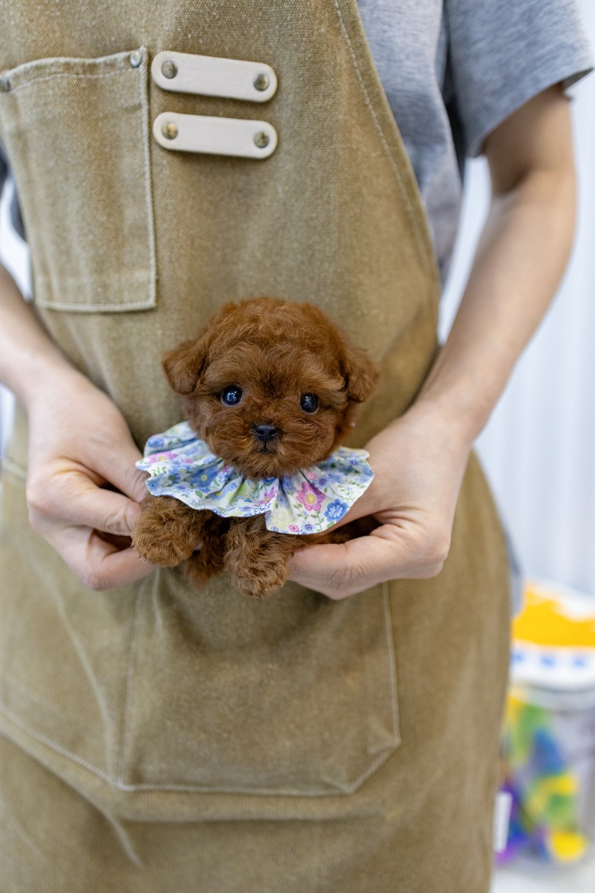 꽃무늬 케이프를 하고 사람 손에 안겨있는 애프리 푸들
