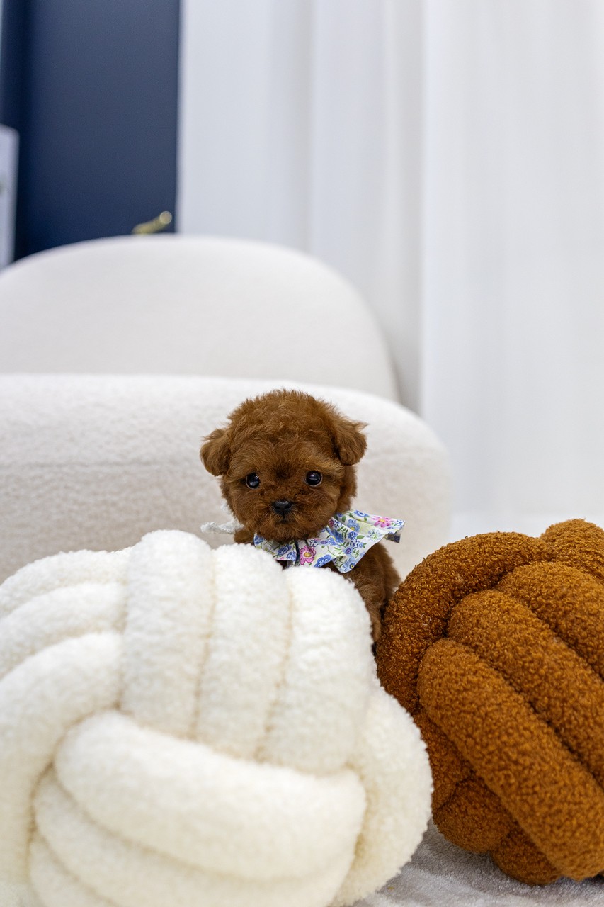 흰색과 갈색 쿠션 뒤에 숨어있는 애프리 푸들