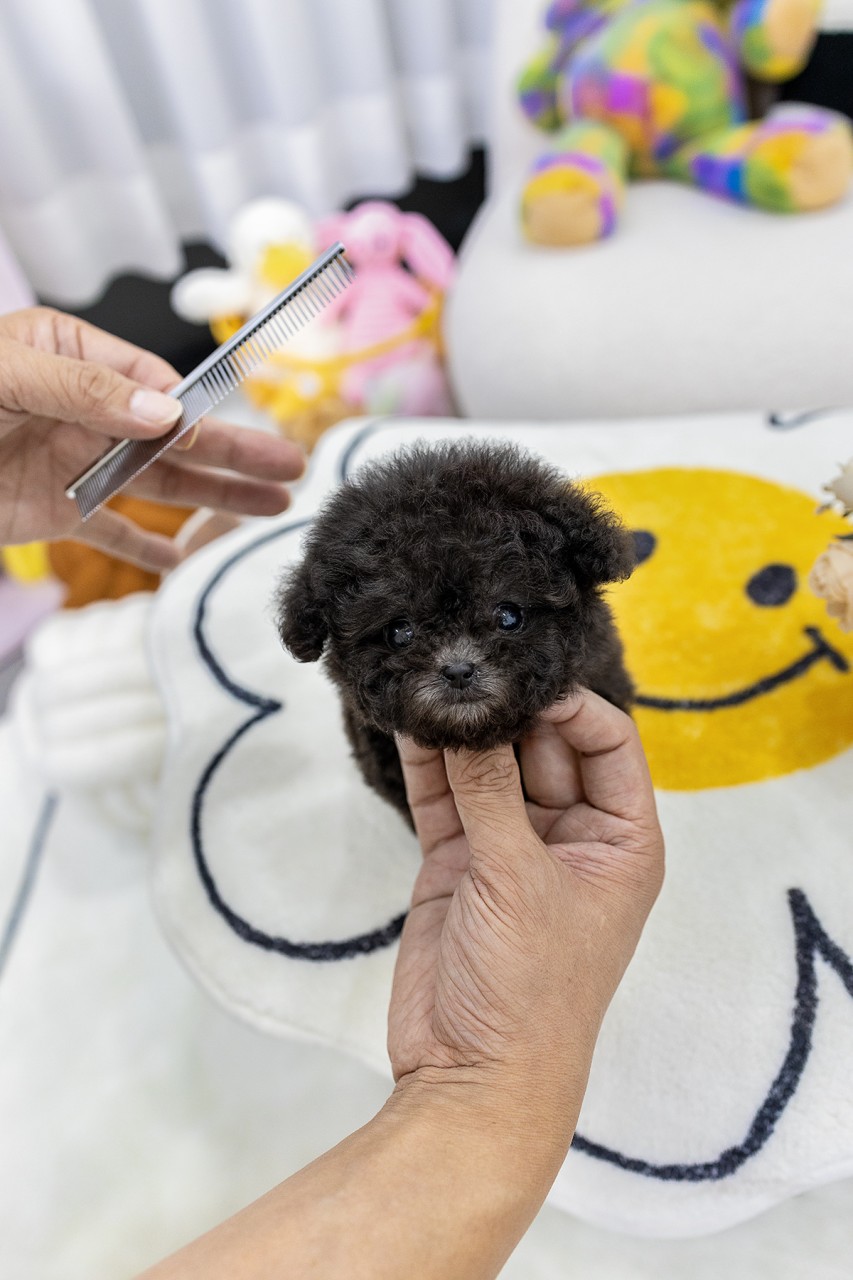 사람 손에 들려 빗질 받는 아기 실버토이 푸들