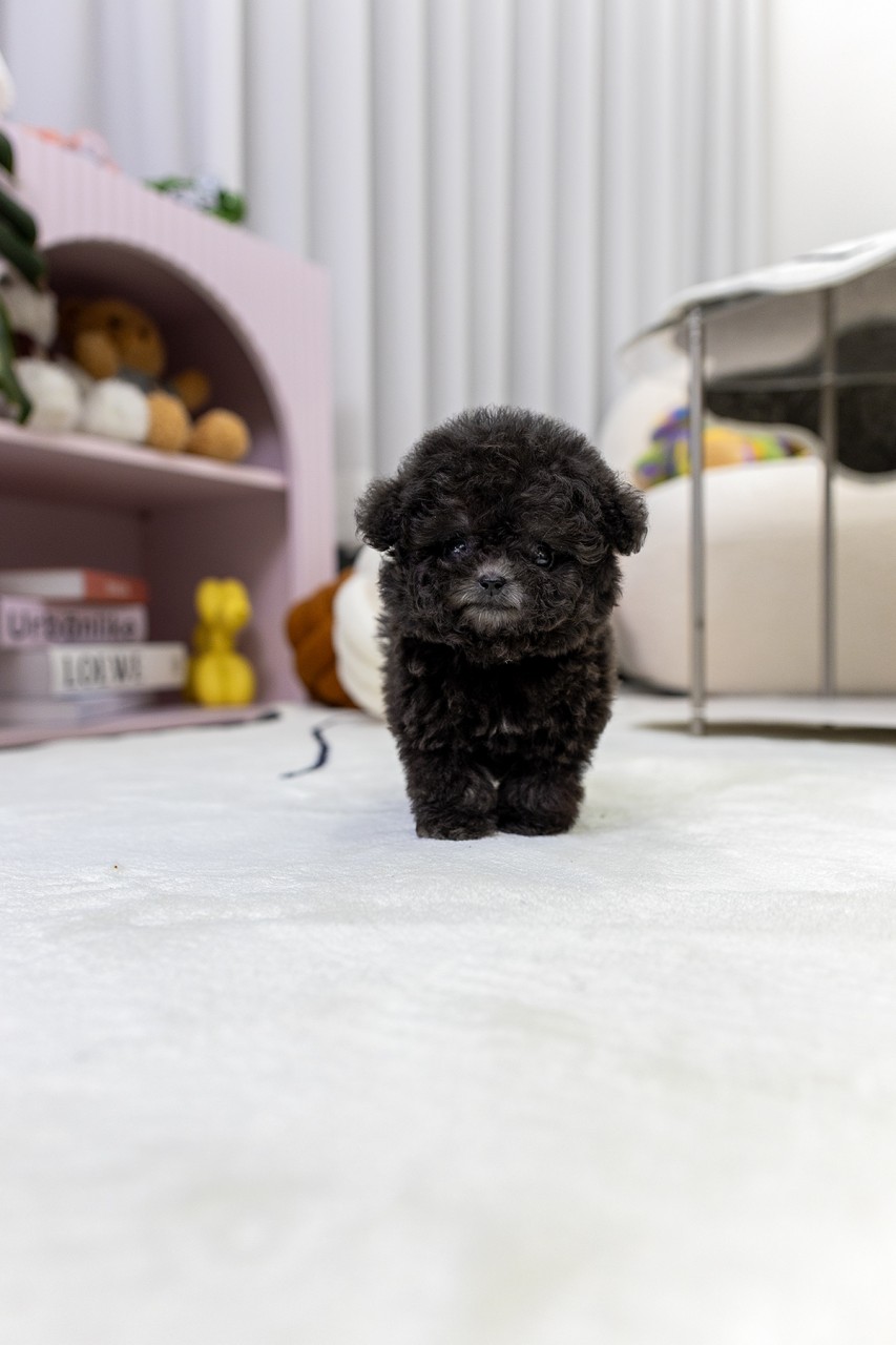 하얀 카펫 위에 서있는 검은색 아기 실버토이 푸들