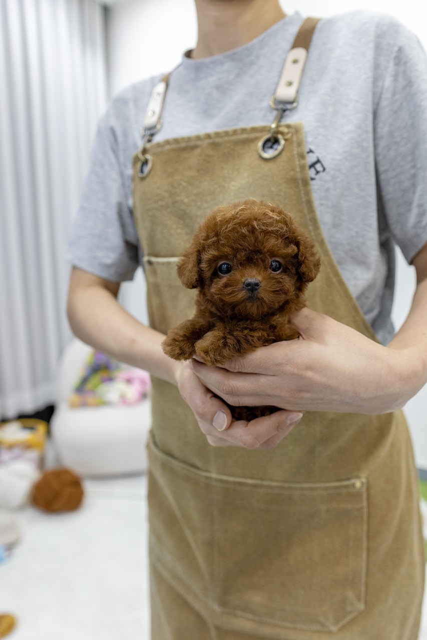 갈색 앞치마를 한 사람 손에 안겨있는 레드푸들