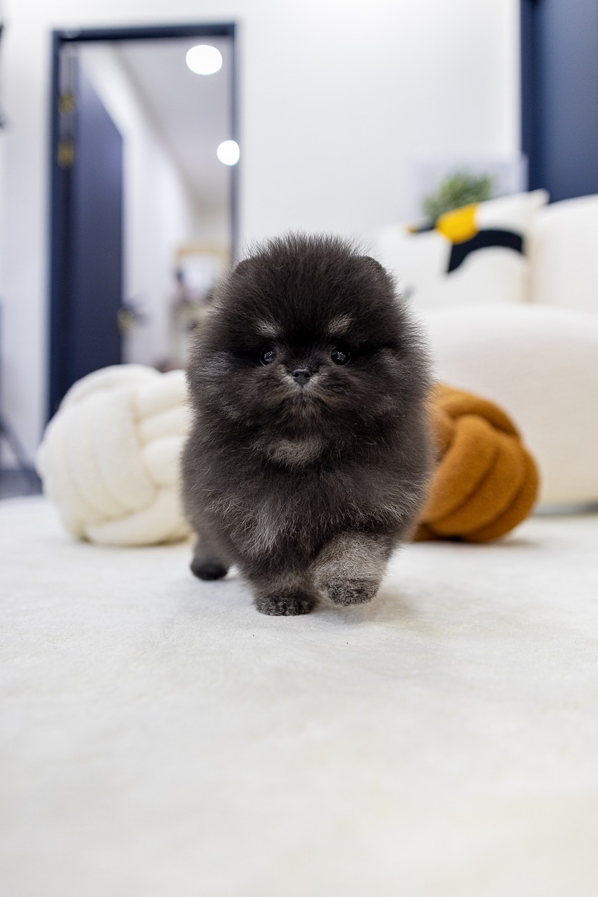 하얀 카펫 위를 걸어오는 실버 포메라니안