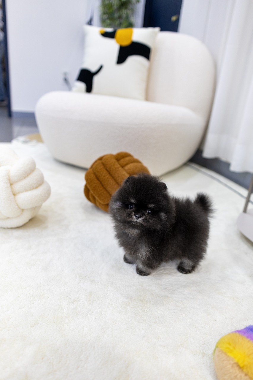 하얀 카펫 위에 서있는 아기 실버 포메라니안