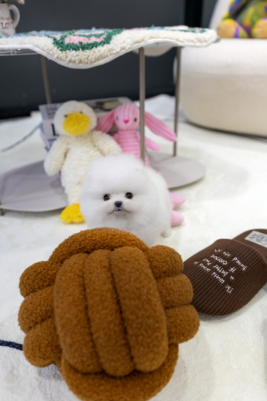 장난감 인형들 사이에 앉아있는 화이트 포메라니안