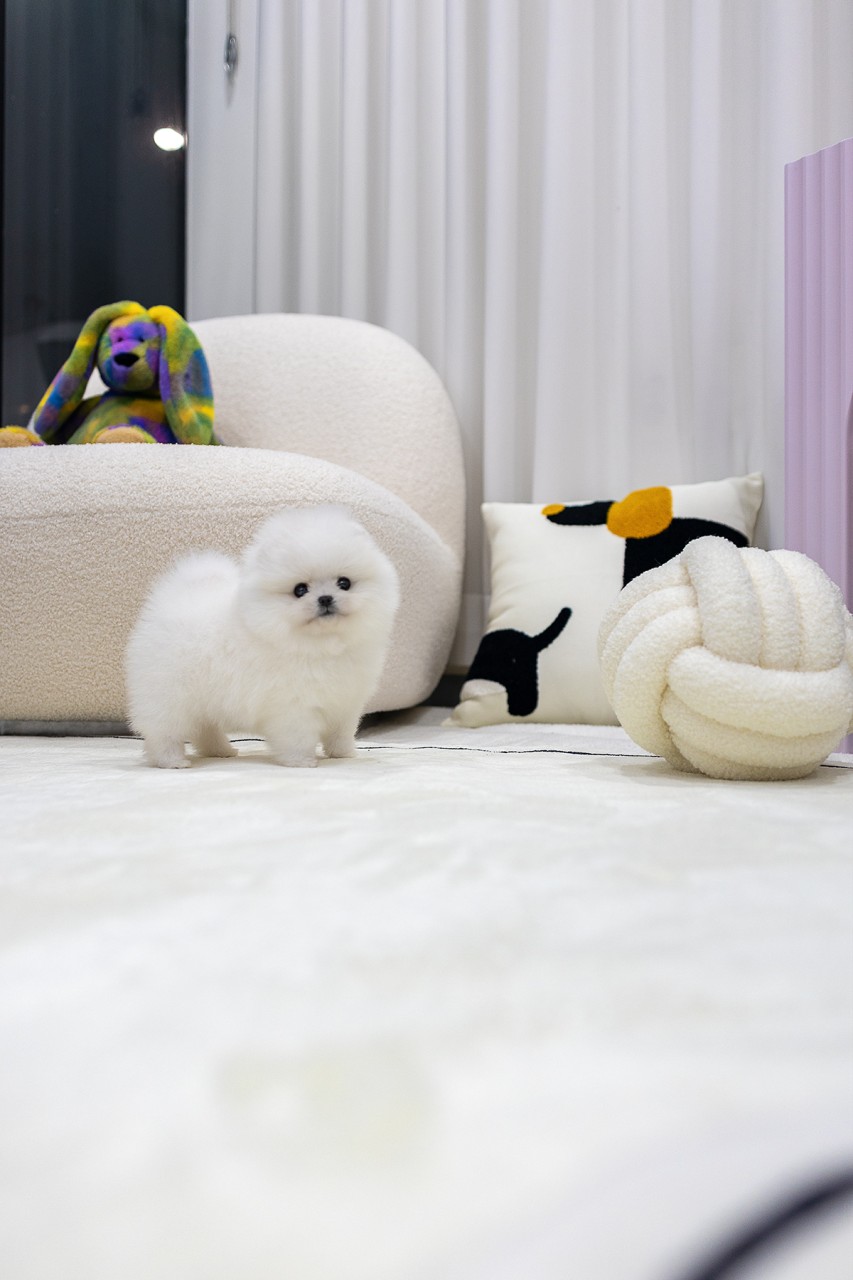 하얀색 카펫 위에 서있는 아기 화이트 포메라니안