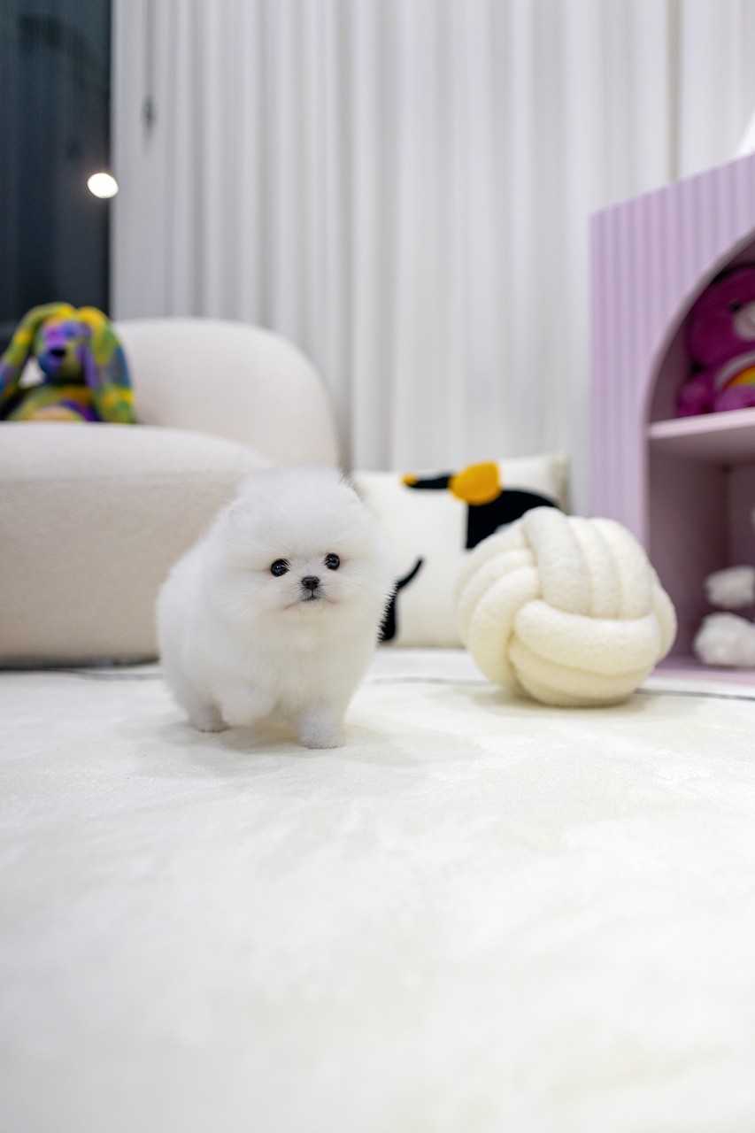 하얀 카펫 위 공 장난감 옆에 선 포메라니안
