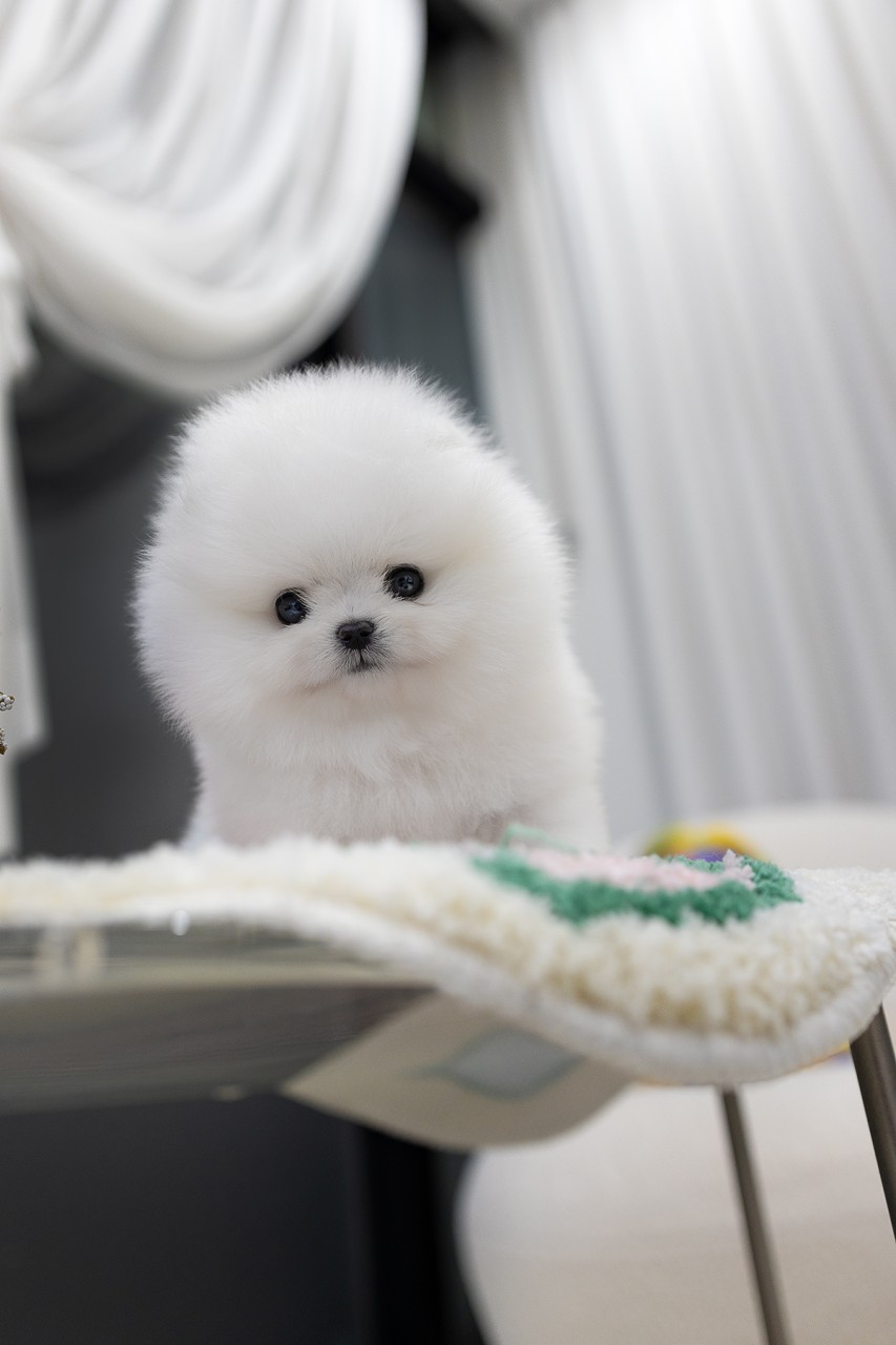 하얀 방석에 앞발을 올리고 정면을 보는 포메라니안