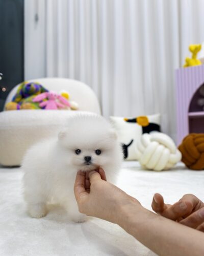 사람 손이 턱을 쓰다듬고 있는 화이트 포메라니안