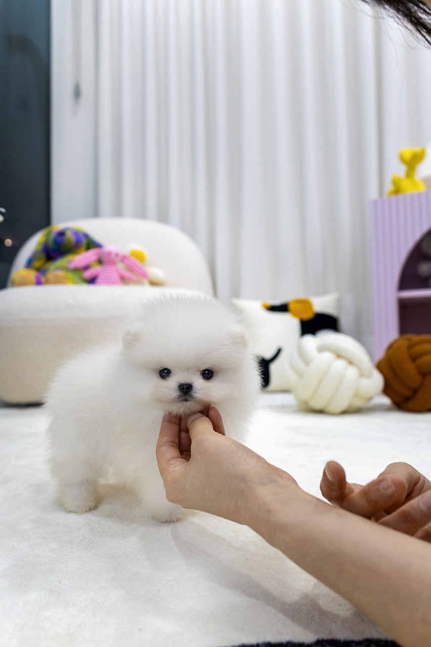 사람 손이 턱을 쓰다듬고 있는 화이트 포메라니안