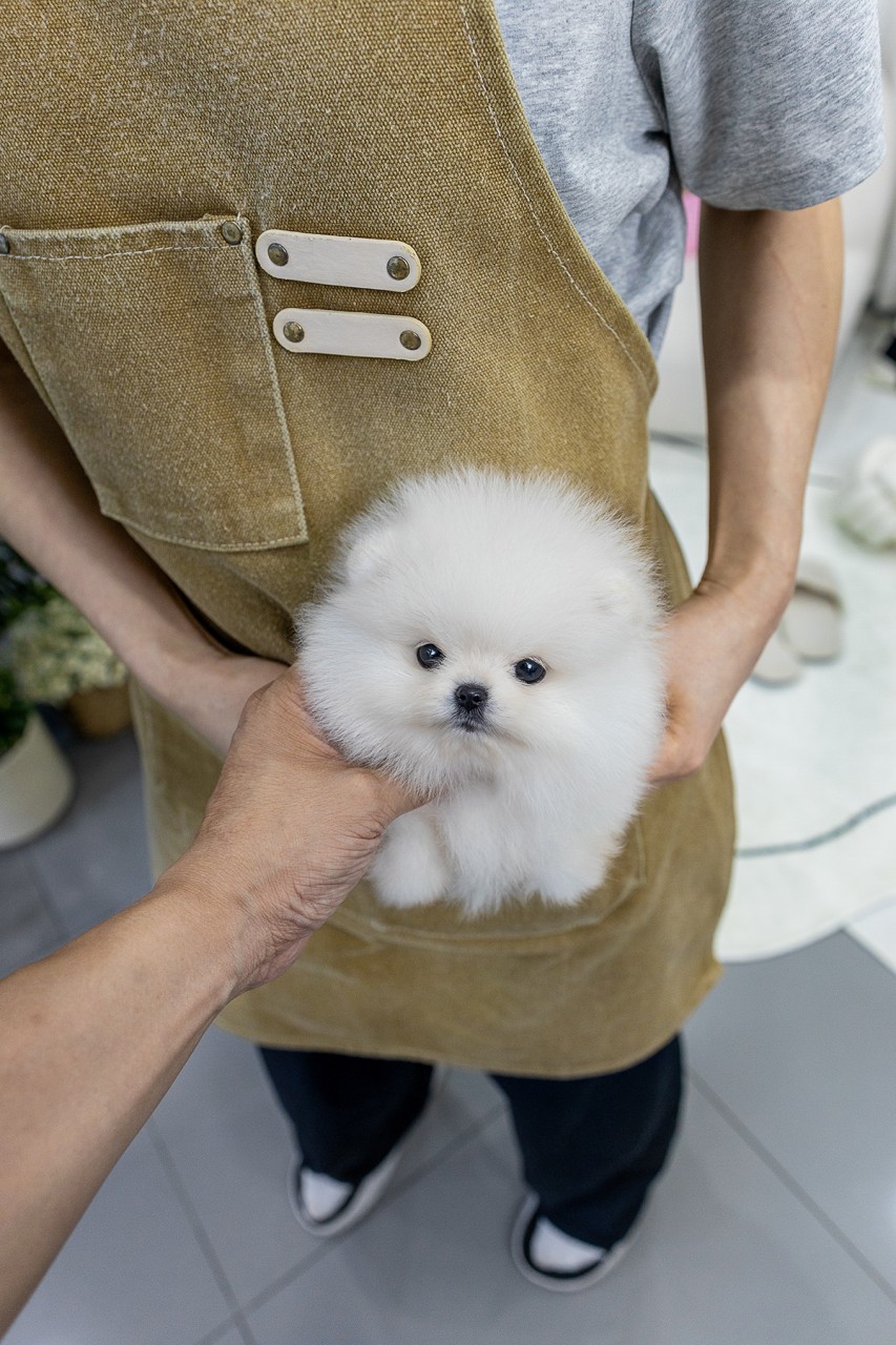 갈색 앞치마 주머니에 쏙 들어가 있는 화이트 포메라니안