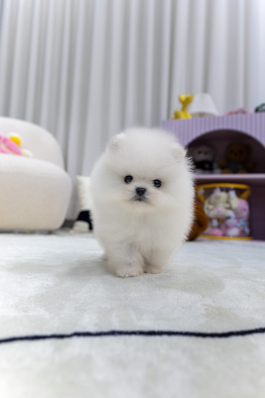 하얀 카펫 위를 카메라 향해 걸어오는 포메라니안