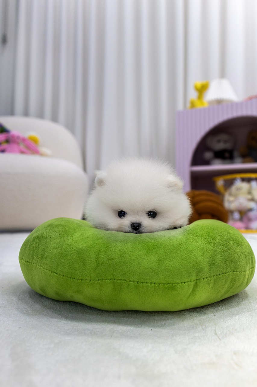 초록색 쿠션에 턱을 괴고 엎드려있는 포메라니안