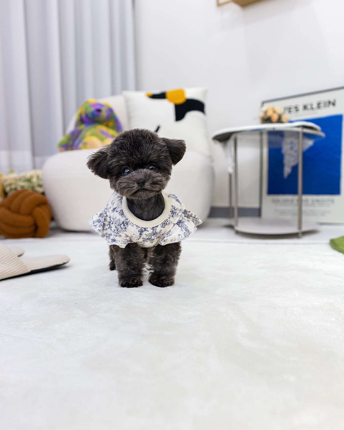 고양시 강아지 분양 실버 푸들 3개월 공주님 정면 멍앤픽 매장