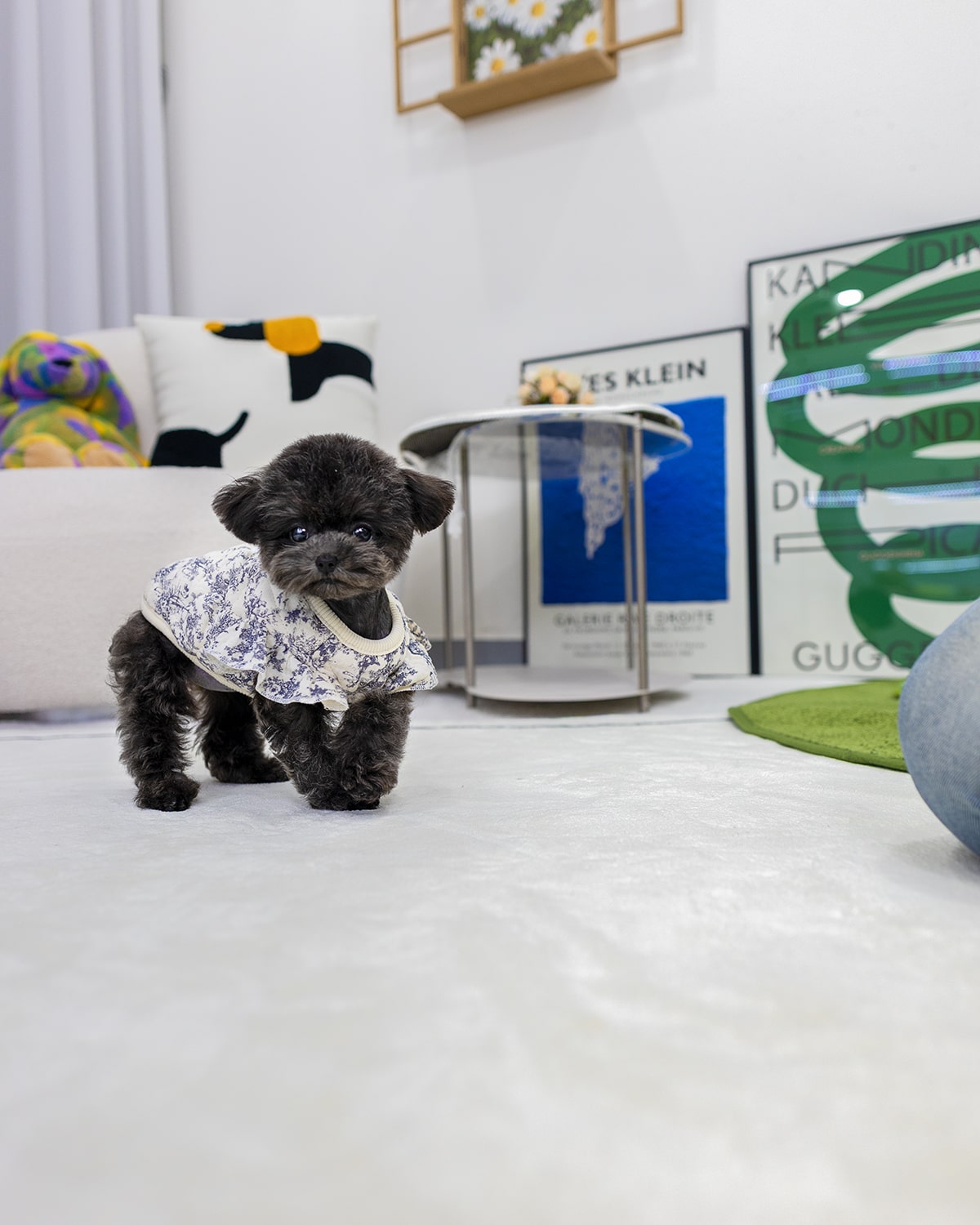 실버 푸들 분양 고양시 애견 샵 3개월 여아 측면 멍앤픽