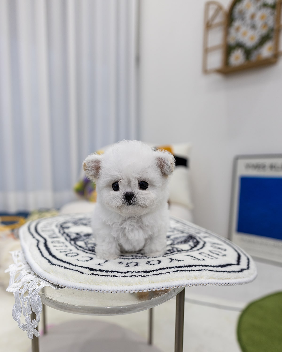 파주 강아지 분양 미니 비숑 2개월 공주님 정면 멍앤픽 매장