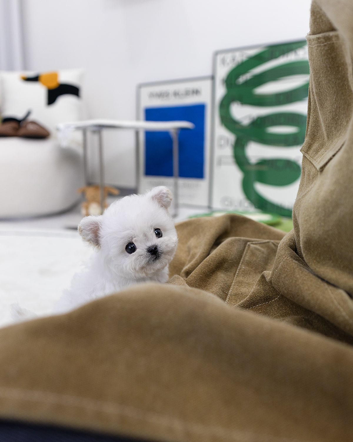 미니 비숑 분양 파주 애견 샵 2개월 여아 측면 멍앤픽