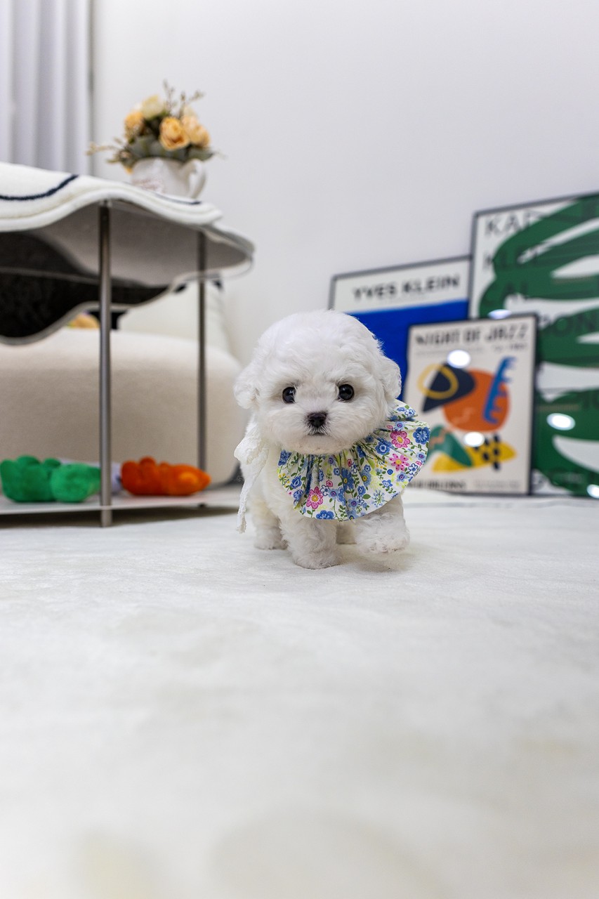 꽃무늬 케이프를 하고 하얀 카펫 위를 걷는 미니 비숑