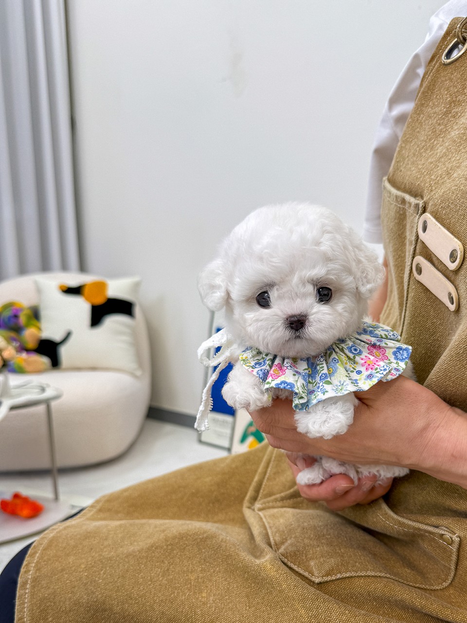 갈색 앞치마를 한 사람 손에 안겨있는 미니 비숑