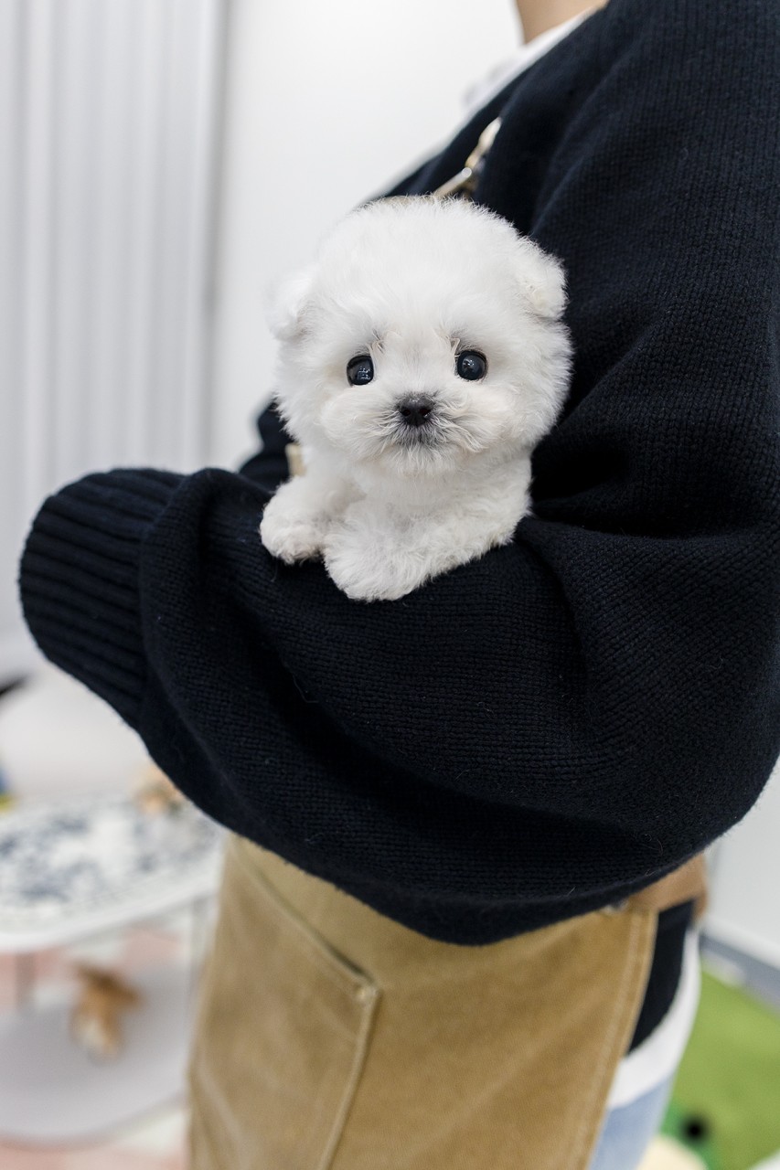 검은색 스웨터를 입은 사람 팔에 안겨있는 비숑프리제