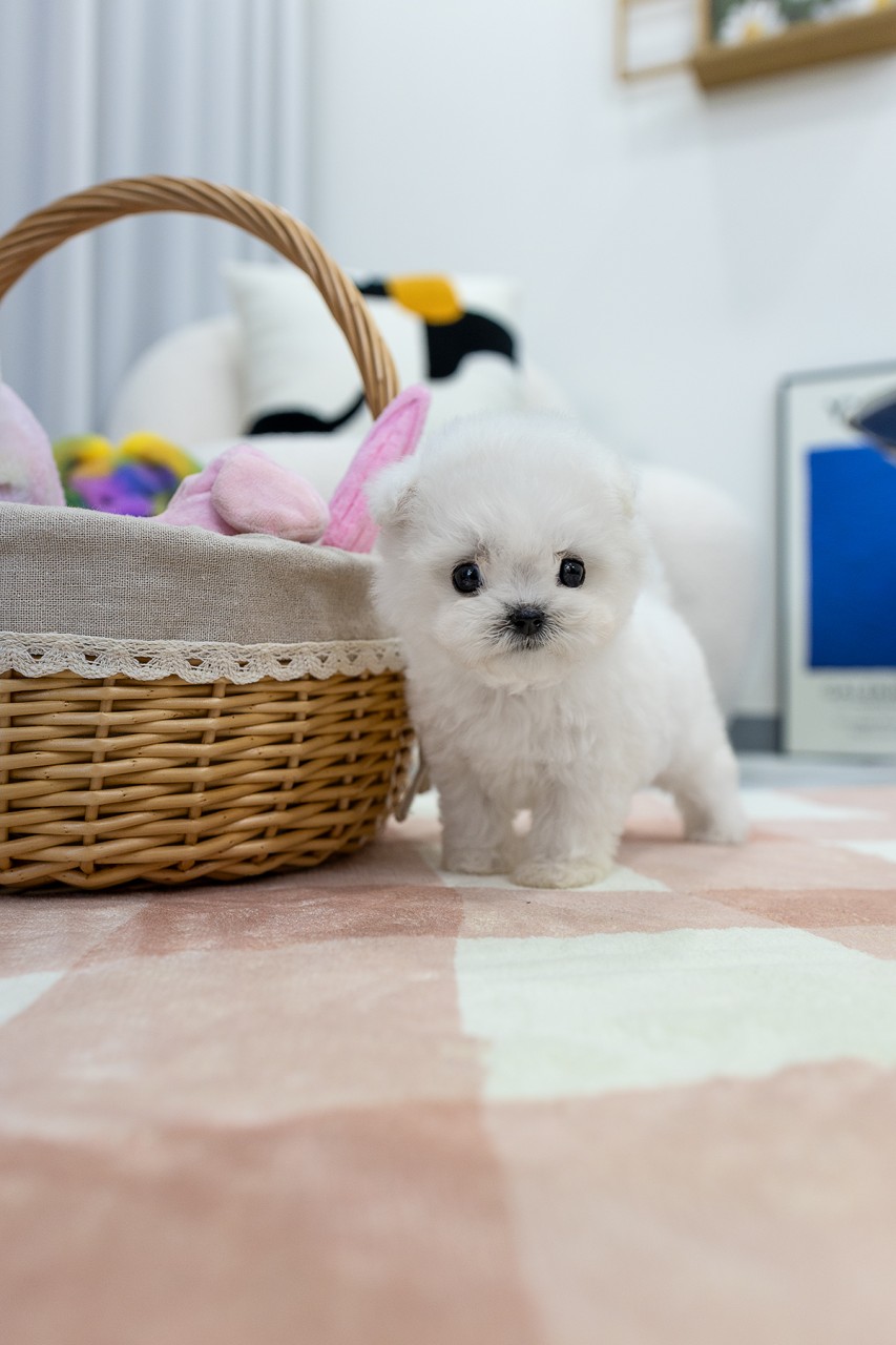 체크무늬 러그 위 왕골 바구니 옆에 서있는 비숑프리제