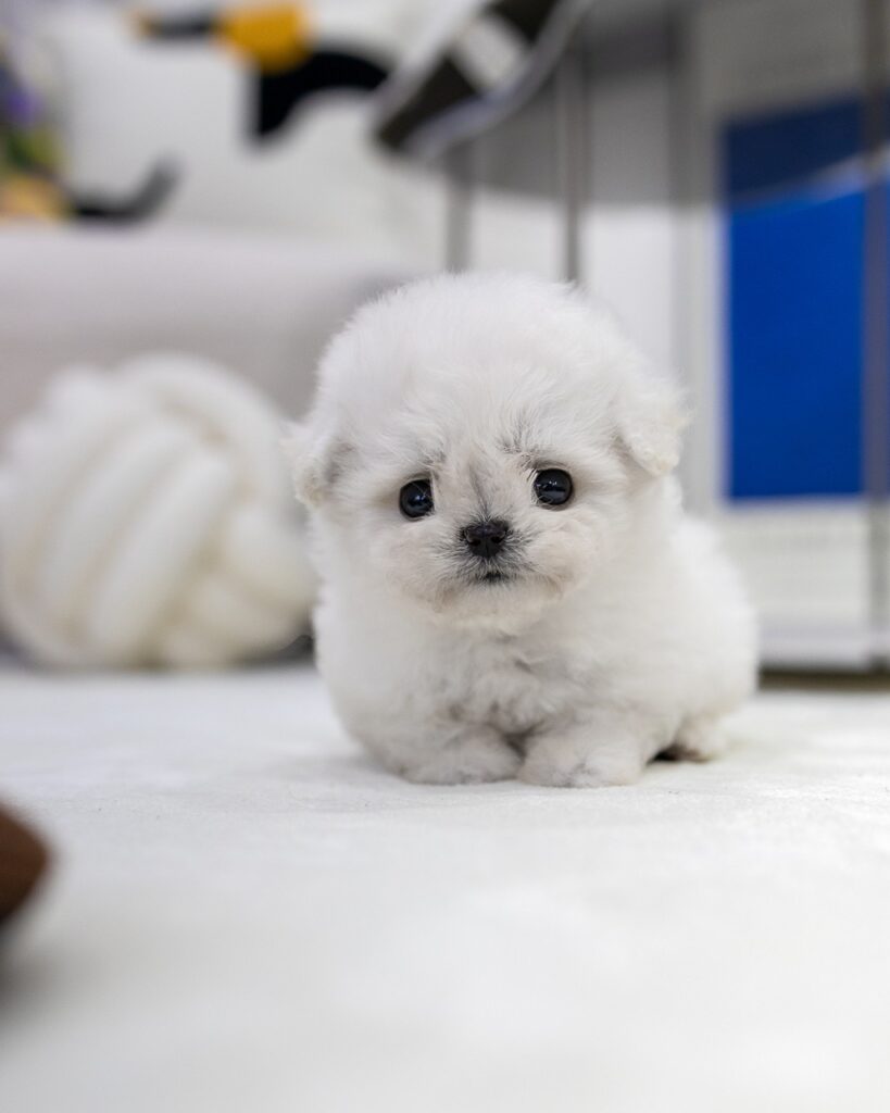 하얀 카펫 위에 솜뭉치처럼 웅크리고 앉아있는 미니비숑
