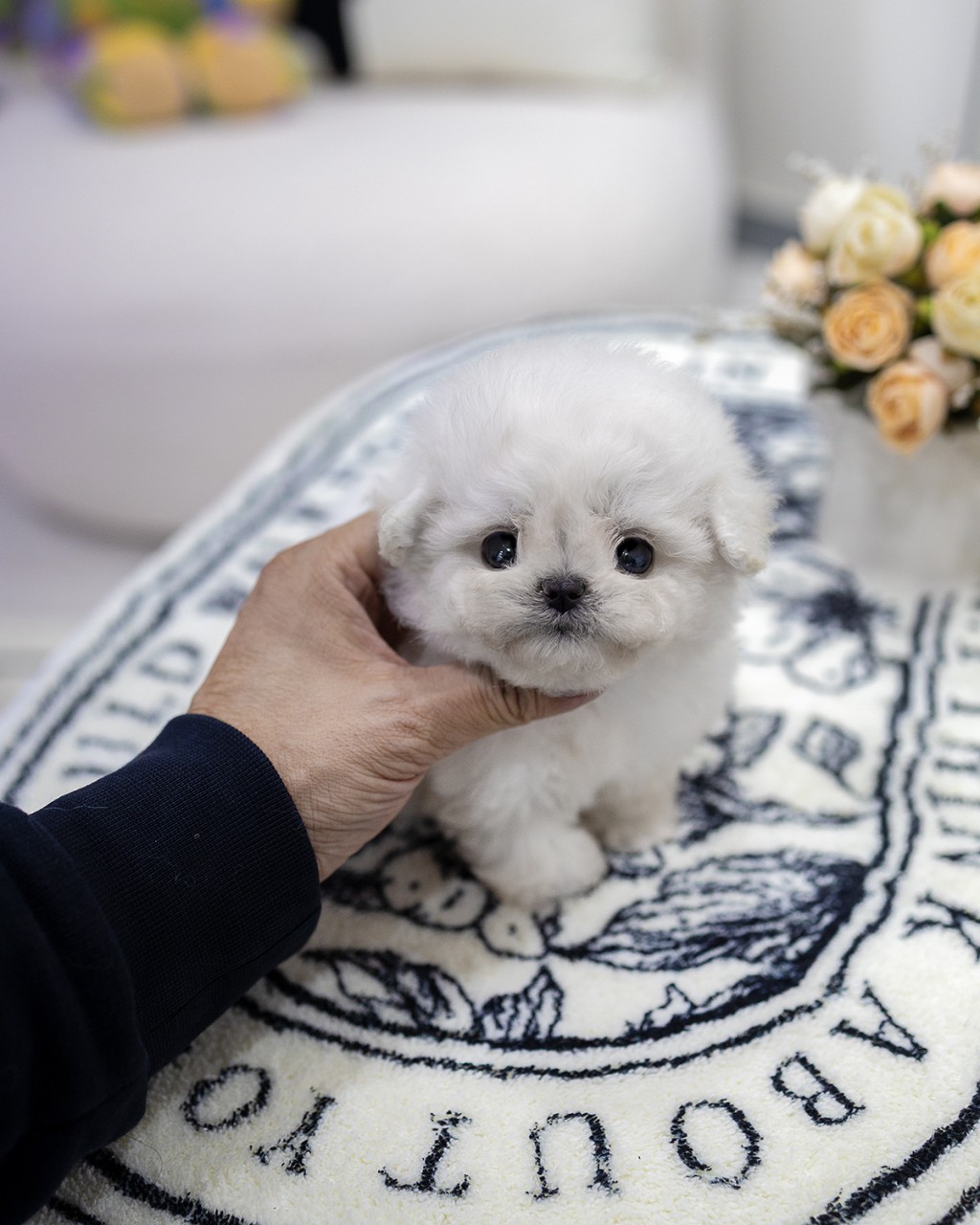 러그 위에서 사람 손길을 받으며 정면을 보는 미니비숑