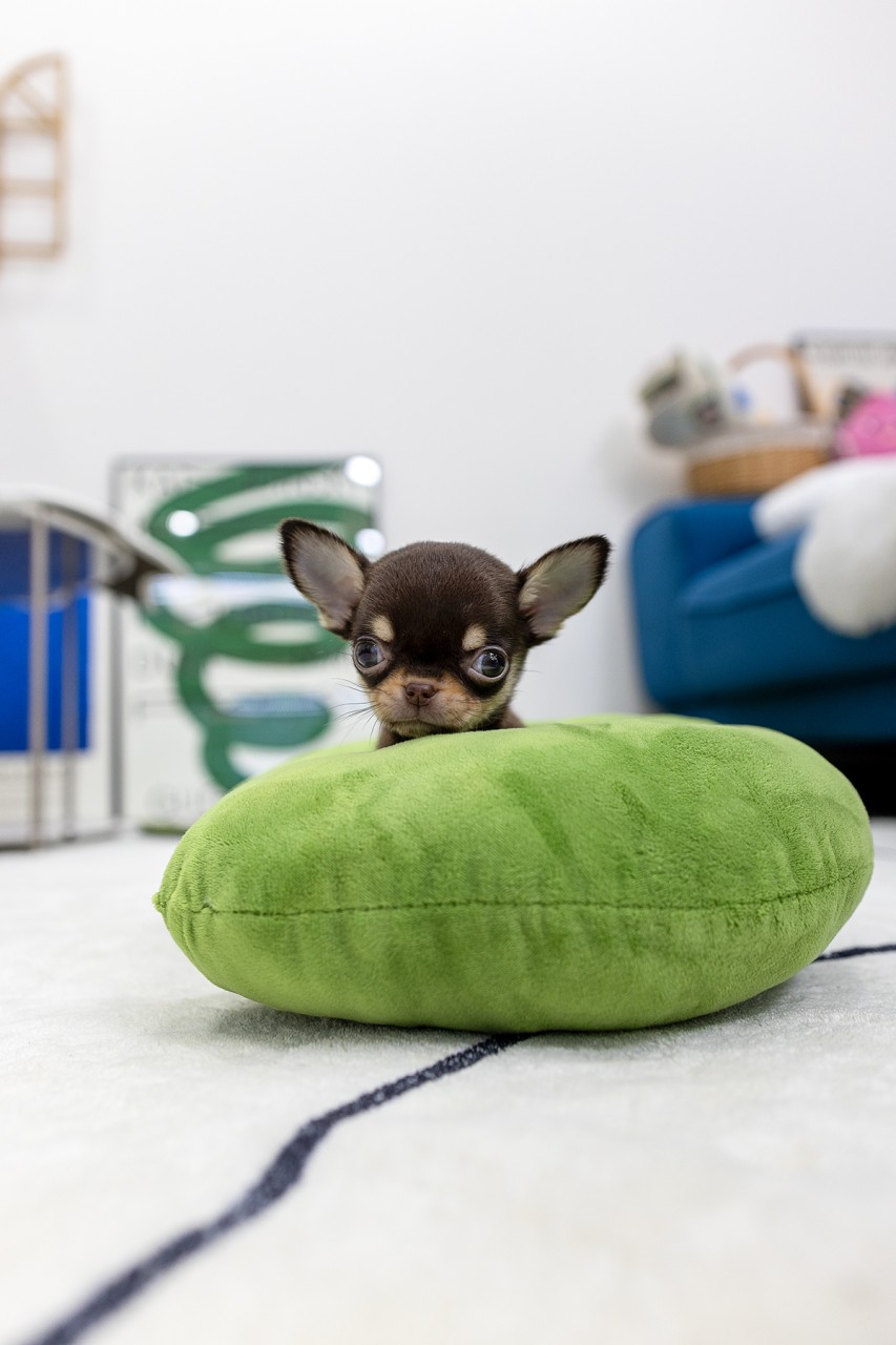초록색 쿠션 뒤에서 턱을 괴고 쳐다보는 아기 치와와