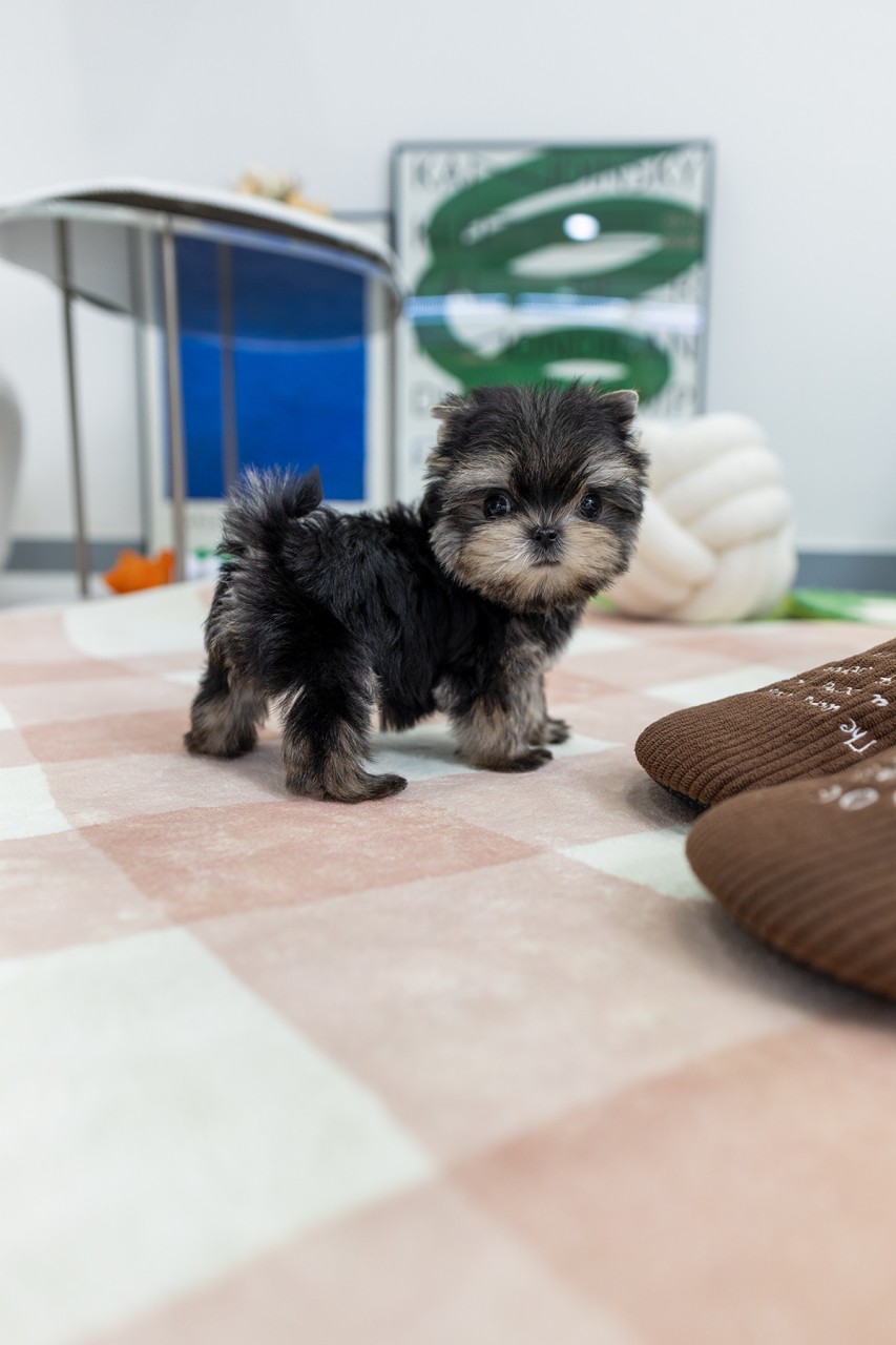 체크무늬 러그 위에 서서 카메라를 돌아보는 몰키