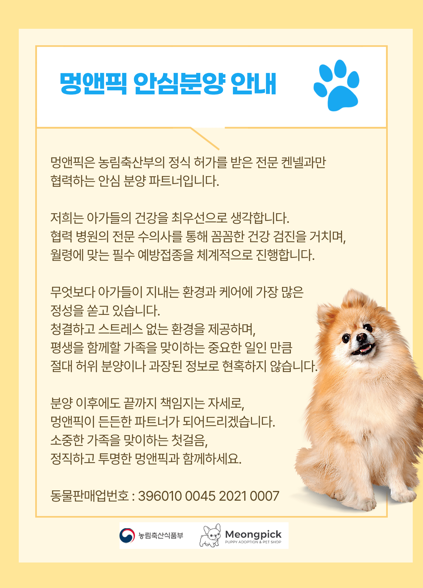 멍앤픽 안심분양 안내 - 일산강아지분양 - 순백의 2개월령 여아 말티즈분양 | 멍앤픽