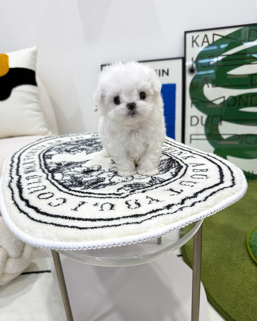 하얀색 원형 러그 위에 앉아있는 아기 말티즈