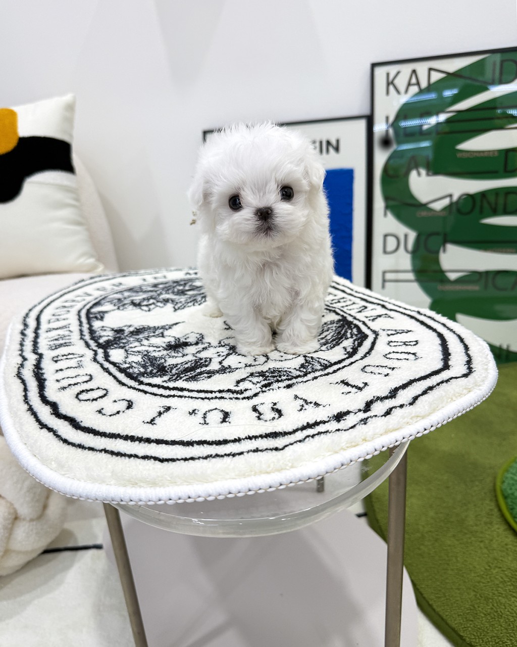 하얀색 원형 러그 위에 앉아있는 아기 말티즈