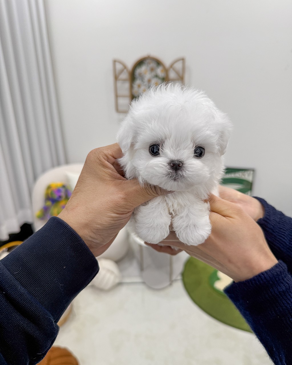 두 사람의 손에 들려 정면을 보고 있는 아기 말티즈