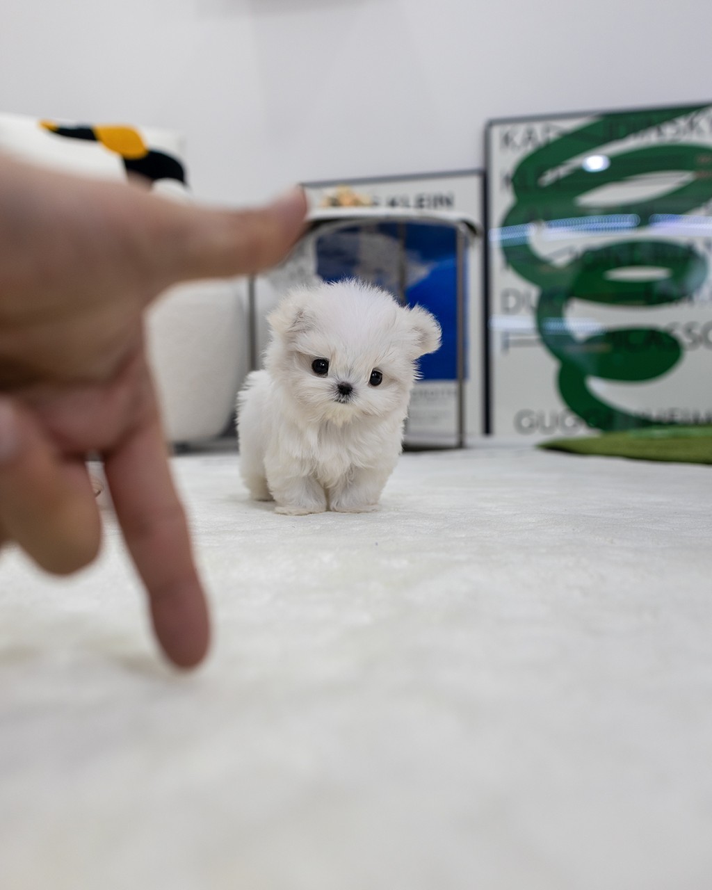 일산 멍앤픽 매장에서 사람 손 앞에 앉아있는 순백색 말티즈 여아의 측면 모습