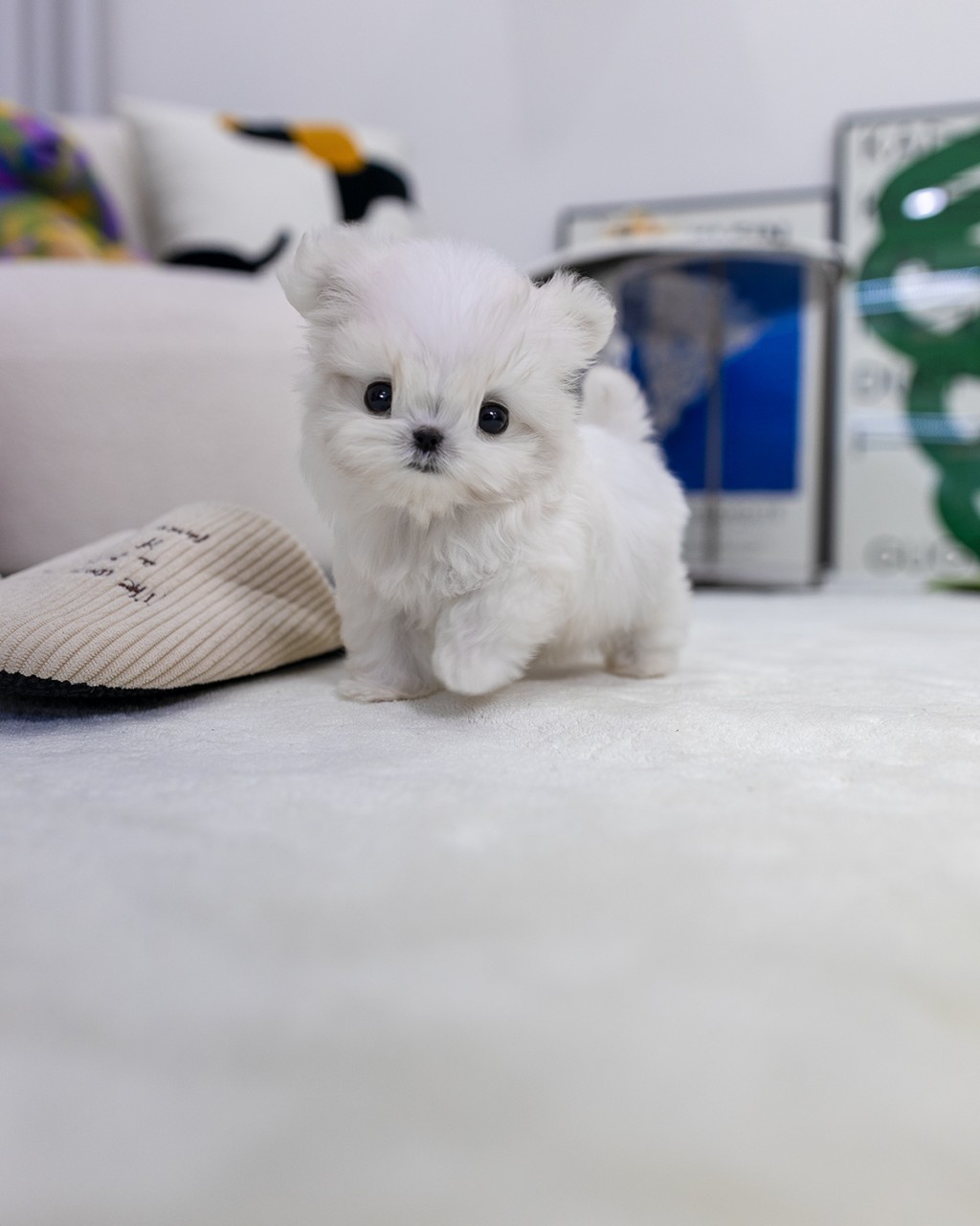 흰색 털을 가진 2개월령 말티즈 강아지가 실내에서 정면을 바라보고 있는 모습