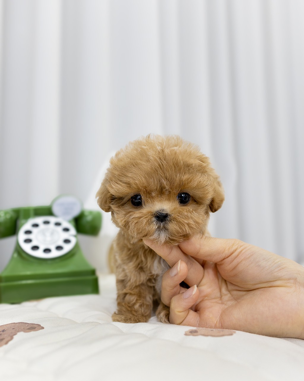 사람 손길을 얌전하게 받고 있는 애프리콧 말티푸 왕자님 클로즈업, 일산말티푸분양 건강한 강아지