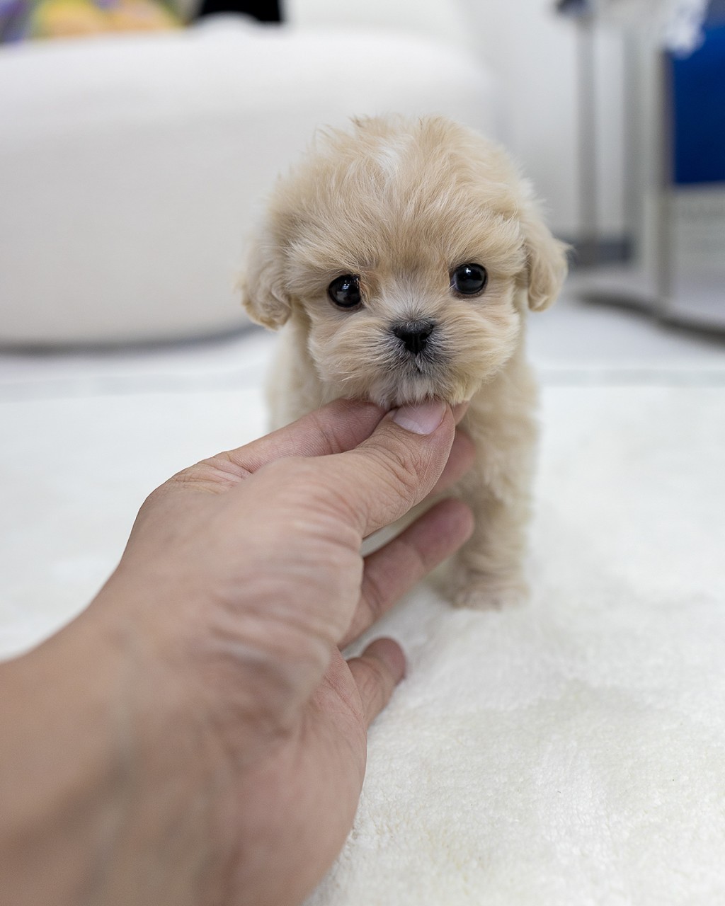 하얀 매트 위에 서있는 2개월령 말티푸 아가의 턱을 손으로 받쳐주는 모습, 고양시강아지분양 건강한 강아지