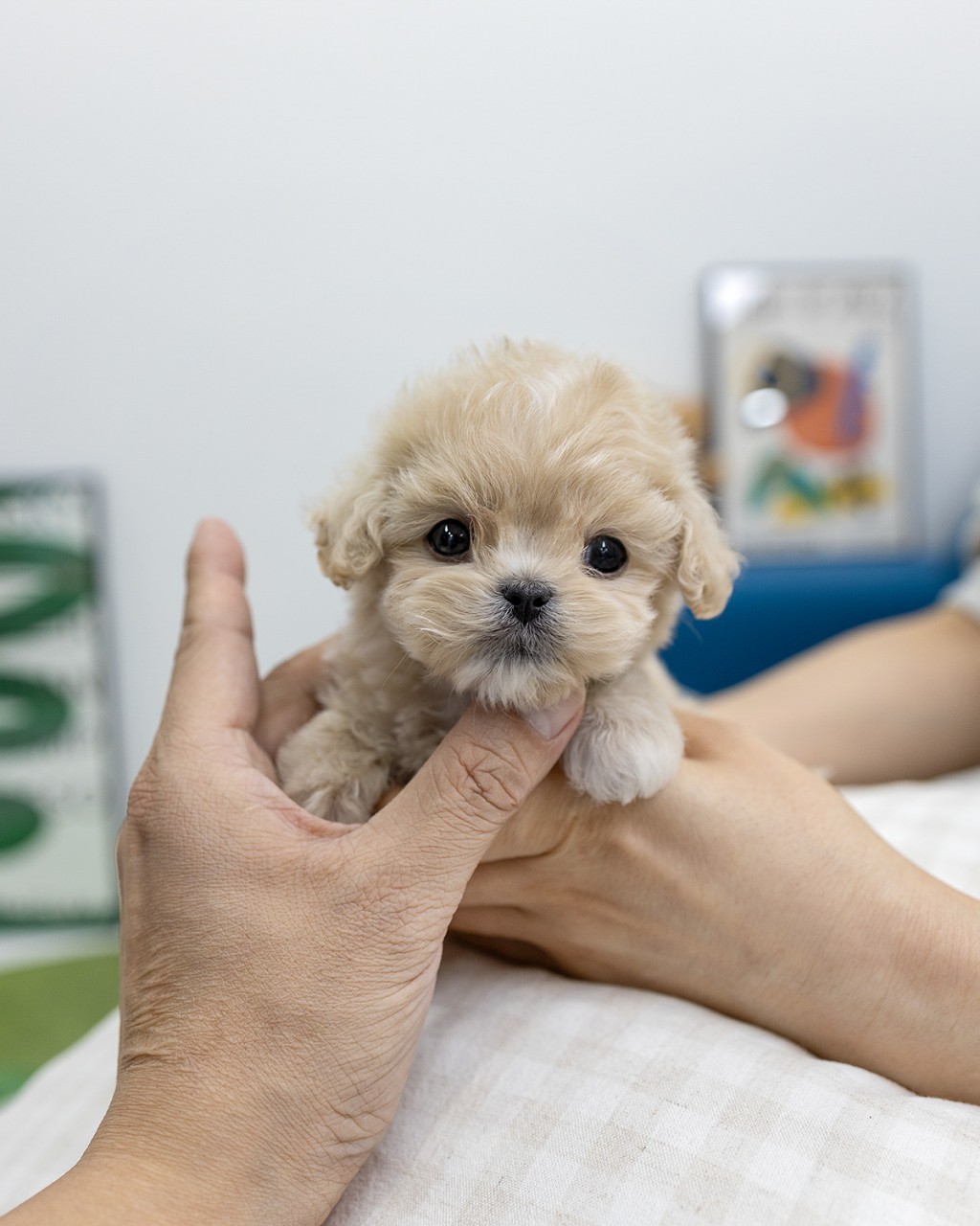 고양시강아지분양 전문샵에서 두 손으로 소중히 안고 있는 2개월령 크림 말티푸 공주님 정면 모습