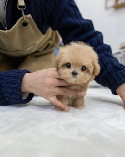파주 강아지 분양 말티푸 공주님 손 위 초소형 크기 멍앤픽 매장 썸네일