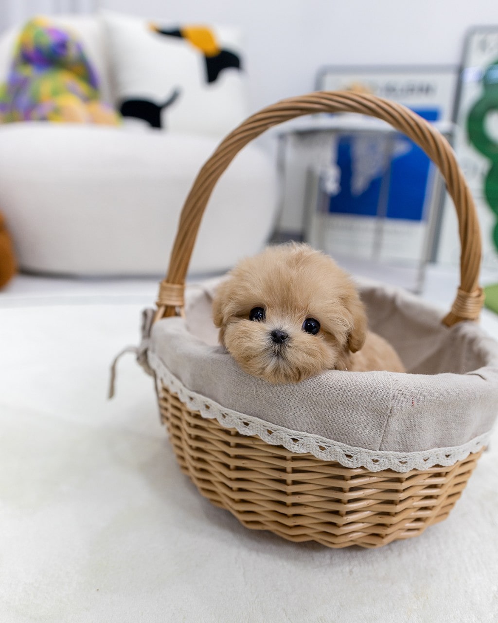 파주 강아지 분양 말티푸 공주님 손 위 초소형 크기 멍앤픽 매장