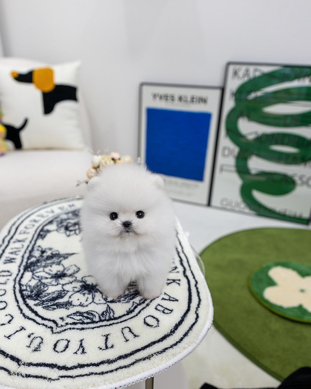 감성적인 테이블 러그 위에 서있는 2개월령 포메라니안 왕자님. 파주강아지분양 풍성한 모량의 건강한 강아지