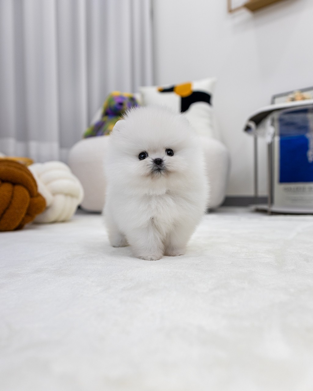 파주강아지분양 전문샵에서 하얀 카펫 위에 서있는 2개월령 화이트 포메라니안 왕자님 정면 모습